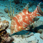 hogfish.jpg