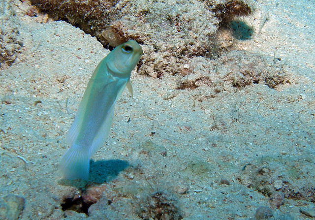 jawfish1.jpg