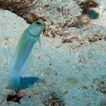 jawfish1.jpg