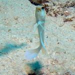 jawfish2.jpg