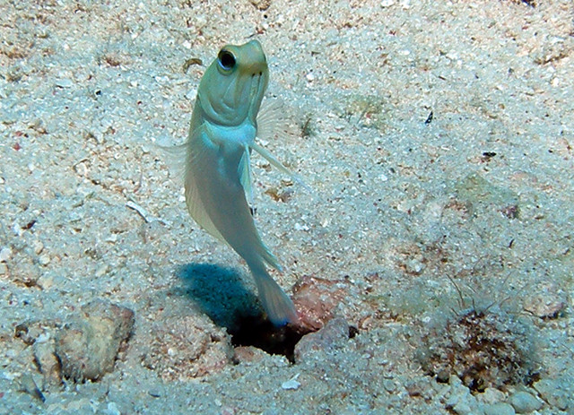 Jawfish3good.jpg