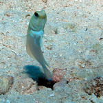 Jawfish3good.jpg