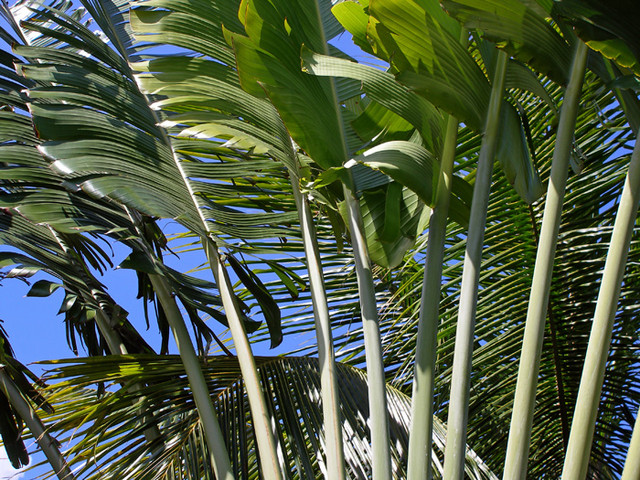 palmleaves.jpg