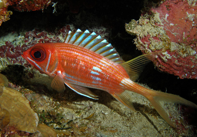 squirrelfish.jpg