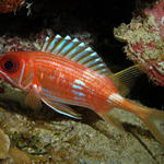 squirrelfish.jpg