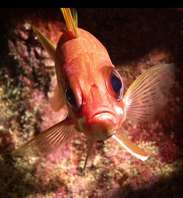 squirrelfishfacefront.jpg