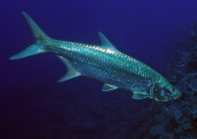 tarpon1.jpg