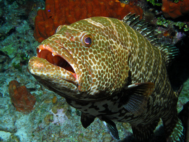 tigergrouper.jpg