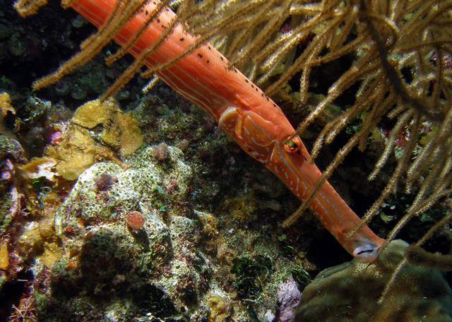 trumpetfish.jpg