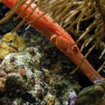 trumpetfish.jpg