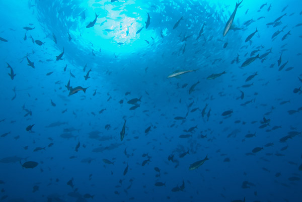 Fish Tornado