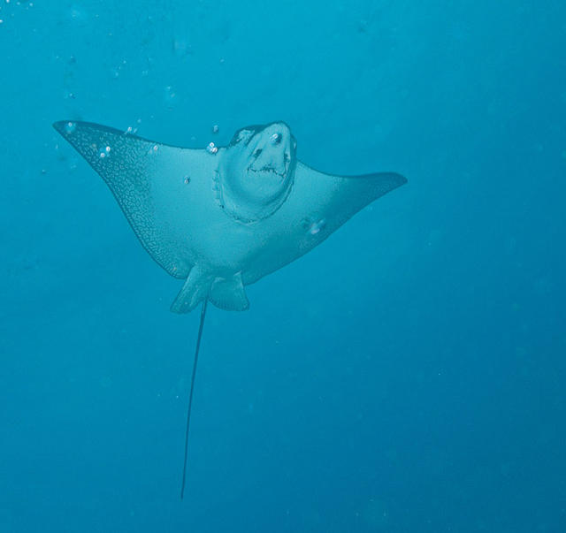 Eagle Ray2 sm