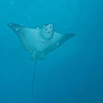 Eagle Ray2 sm