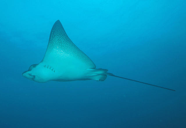 Eagle Ray3 sm