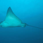 Eagle Ray3 sm