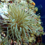 anemone