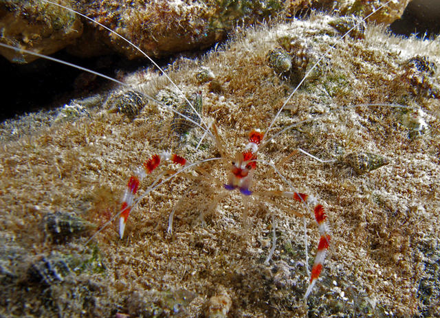 bandedcoralshrimp