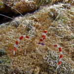 bandedcoralshrimp