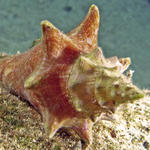 conch