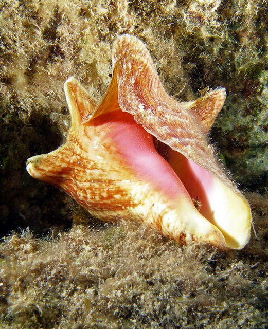 conch1sm