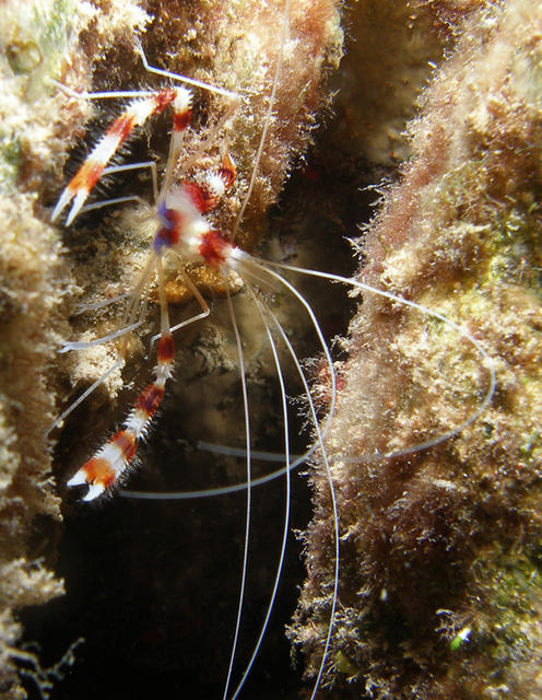 coral shrimp_edited-1