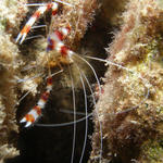 coral shrimp_edited-1