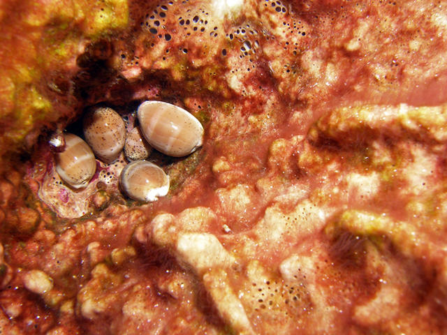 cowrie shells in sponge