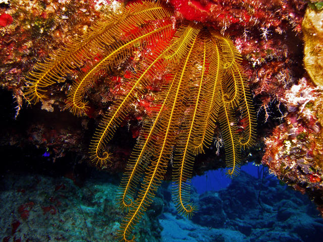 crinoid