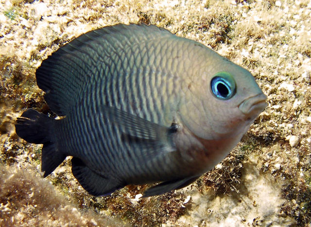 damselfish_edited-2