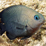 damselfish_edited-2