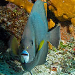 greyangefish1