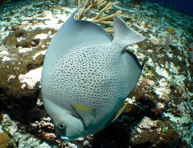 greyangelfish