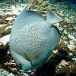 greyangelfish