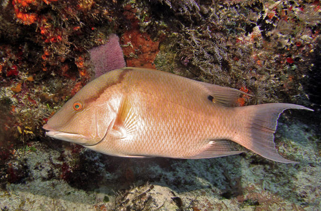 hogfish_edited-2