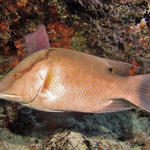 hogfish_edited-2