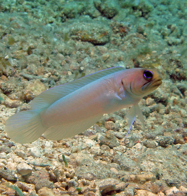 jawfish