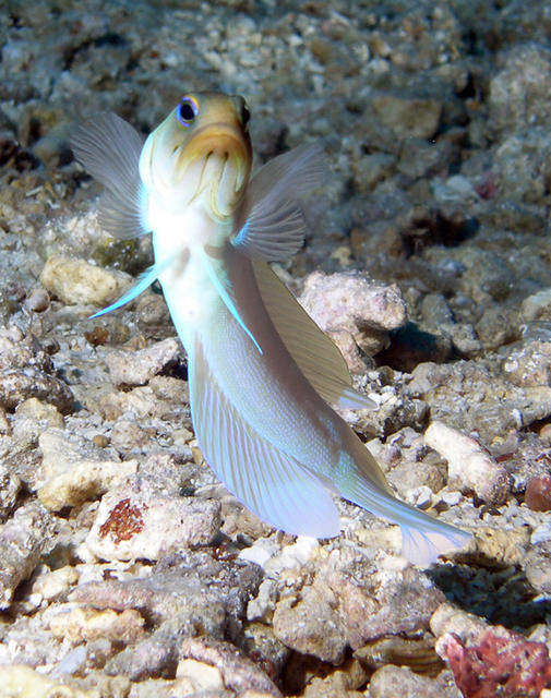 jawfish1_edited-1