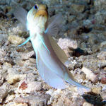 jawfish1_edited-1