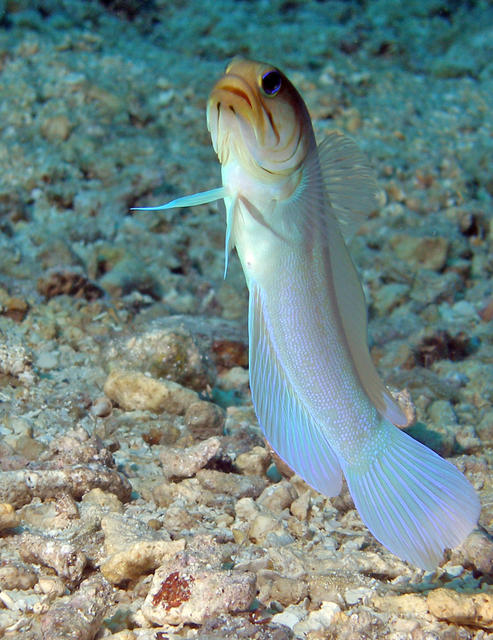 jawfish2_edited-2