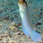 jawfish2_edited-2