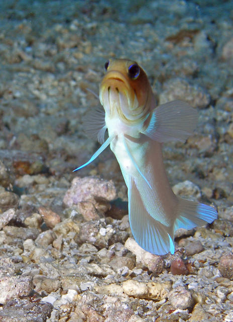 jawfish3