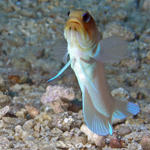 jawfish3