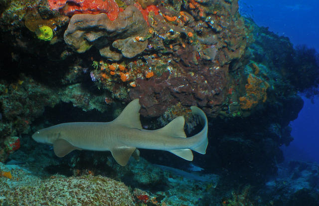 nurseshark