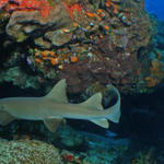 nurseshark