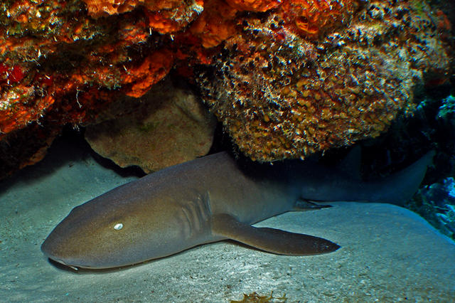 nurseshark1