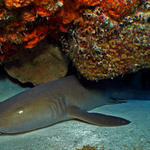 nurseshark1