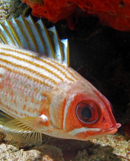 squirrelfishface