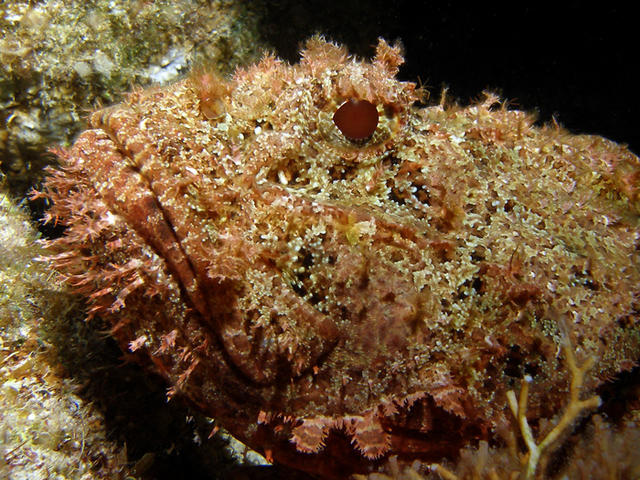 stonefish1