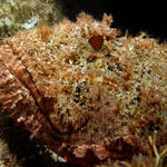 stonefish1