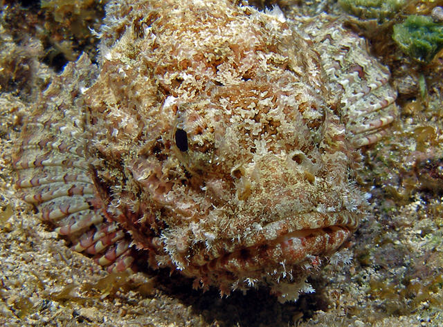 stonefish2_edited-1